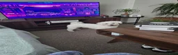 Bichon Frise dogs for sale: Male beshon frise  - Advert 3