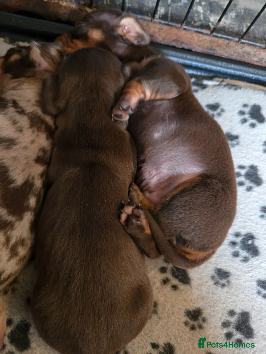 Miniature Dachshund dogs for sale: Chocolate and tan miniature dashounds - Advert 2