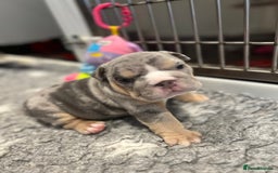 English Bulldog dogs for sale: Chunky English Bulldog Puppies  - Image 18