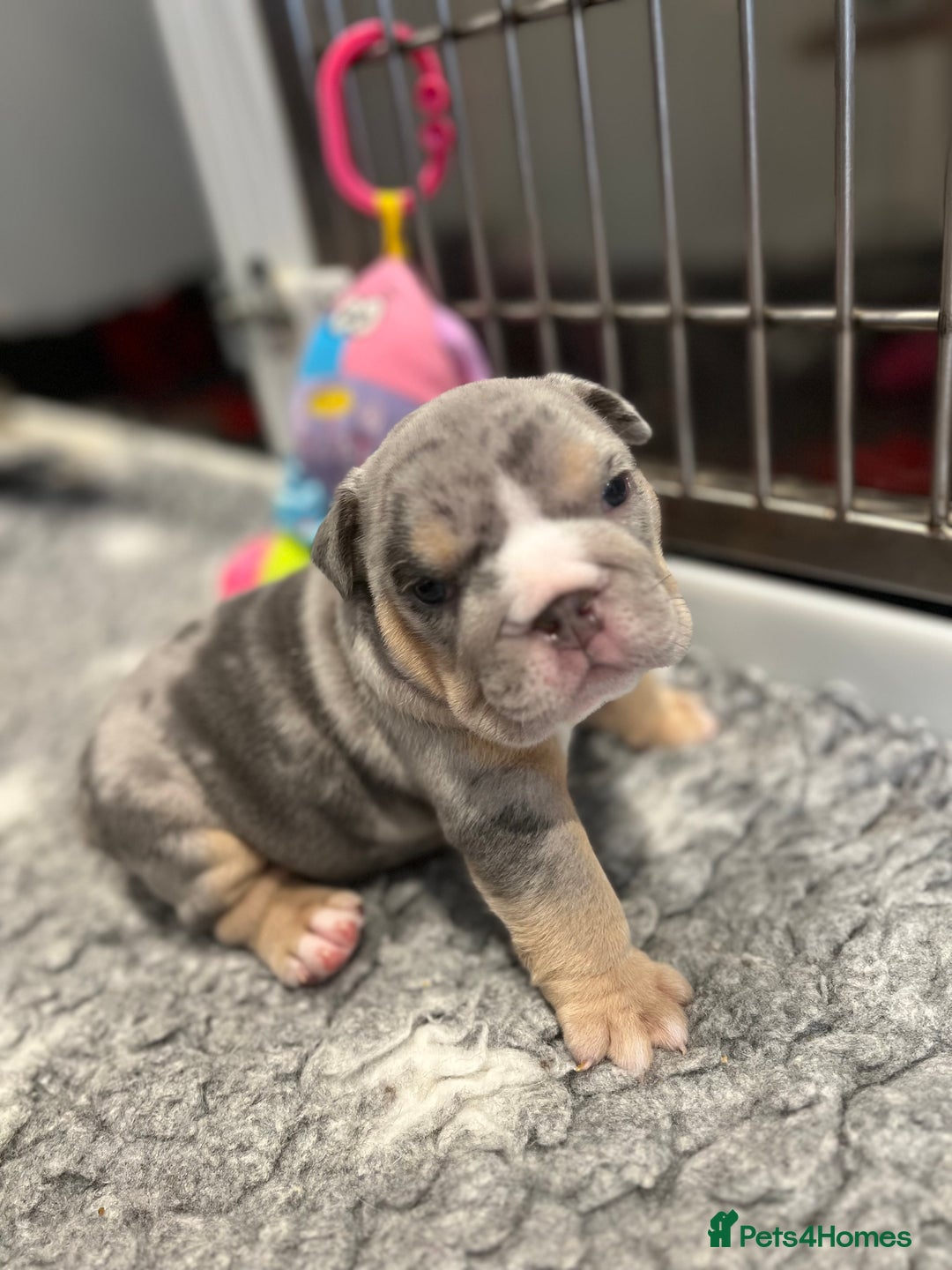 English Bulldog dogs for sale: Chunky English Bulldog Puppies  - Image 18