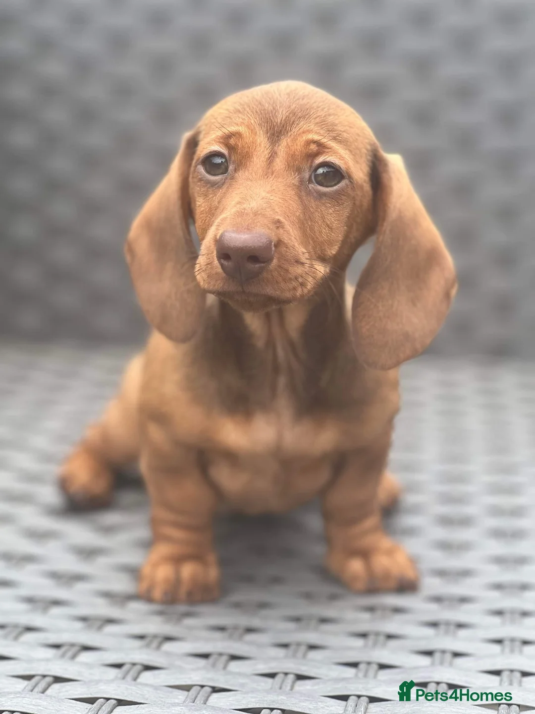 Miniature Dachshund dogs for stud: SLICE - Super Chocolate Dapple Miniature Stud in Dalry - Advert 25