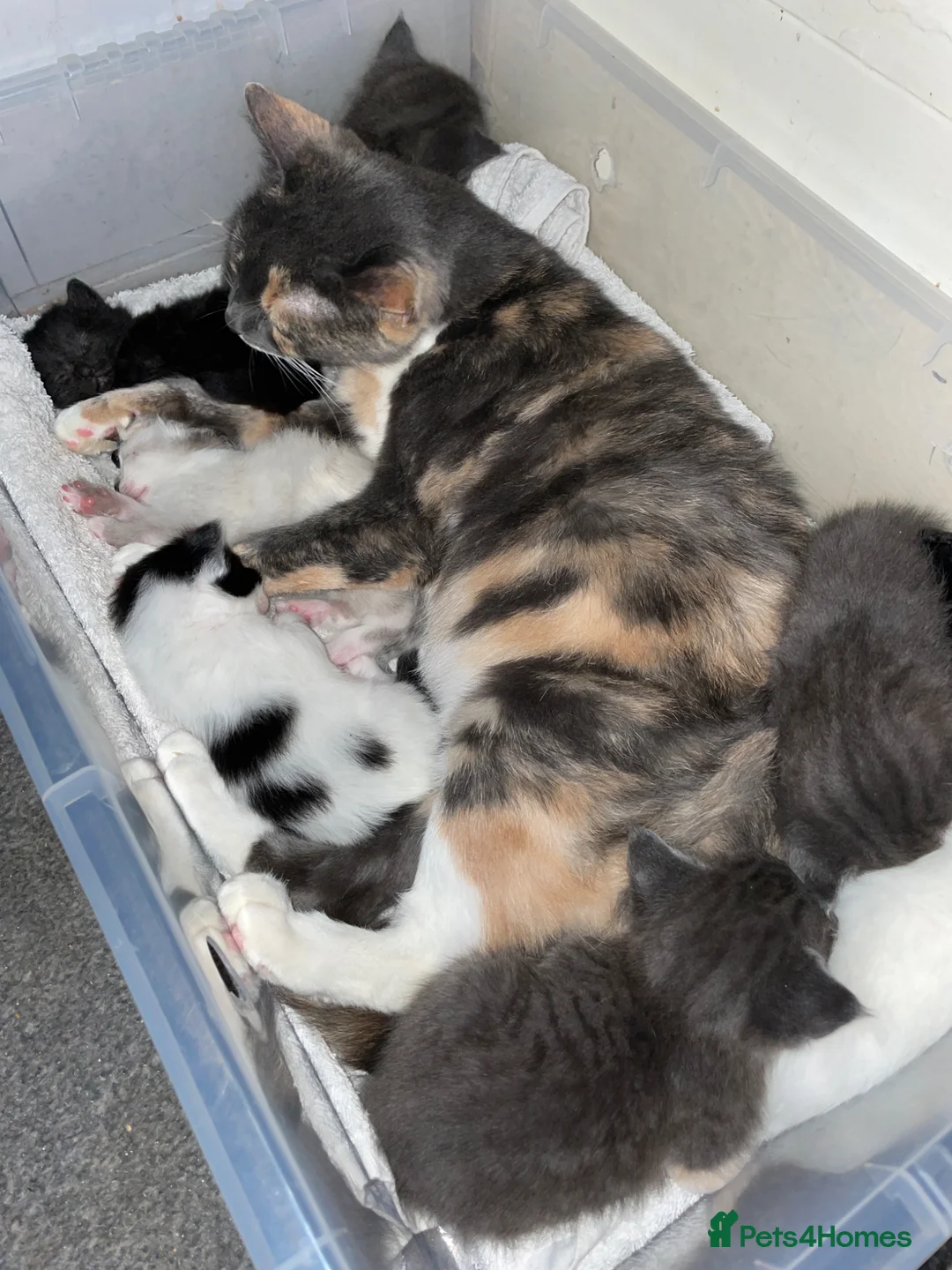 Mixed Breed cats for sale: Cream point Ragdoll cross  - Advert 6