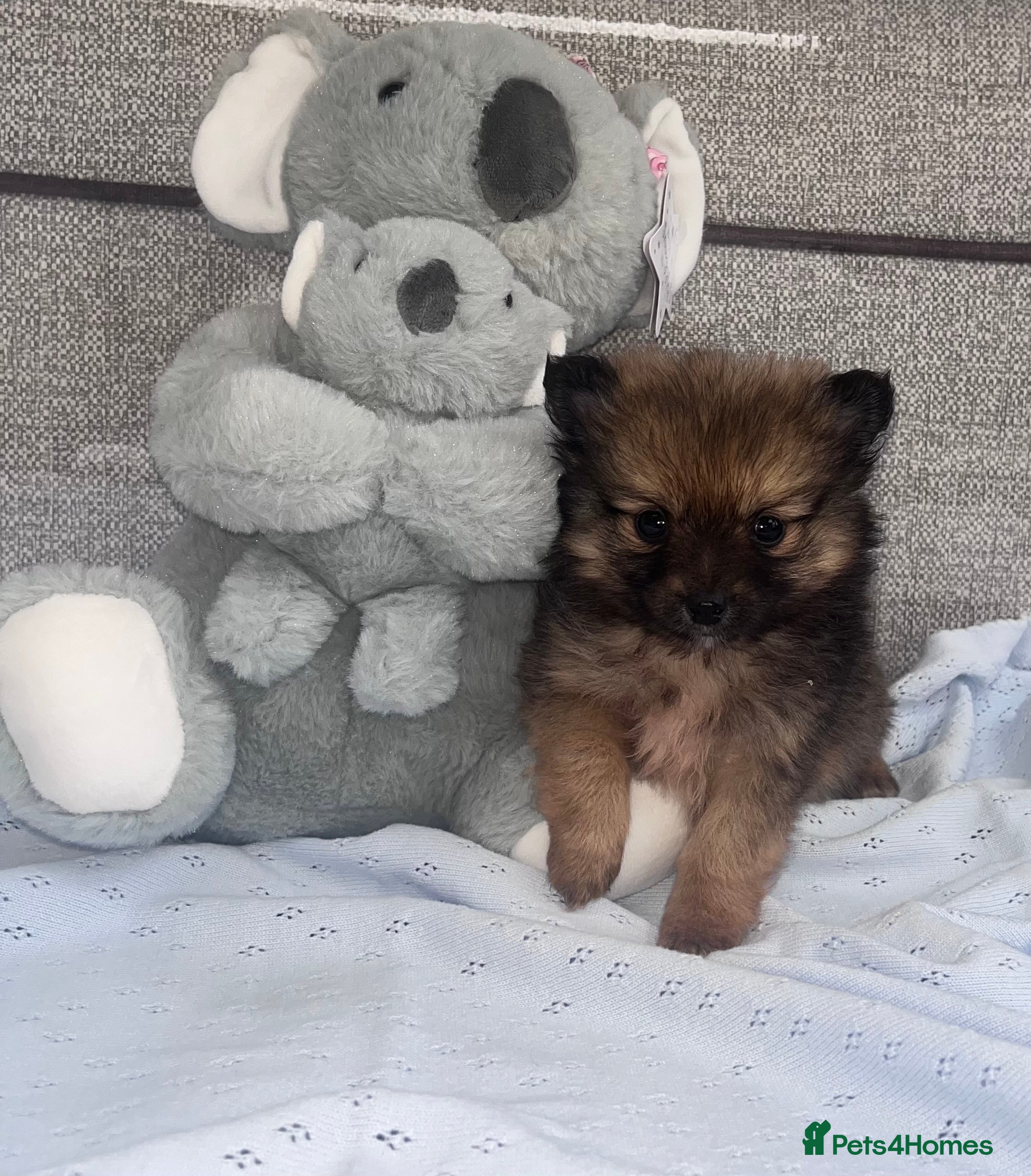 Pomeranian dogs One boy  Pomeranian puppy - Advert 4