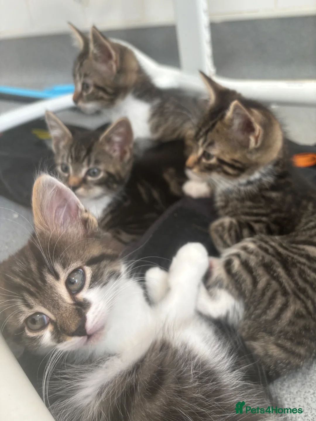 Mixed Breed cats for sale: Beautiful 10 week old tabby kittens  in London - Advert 1