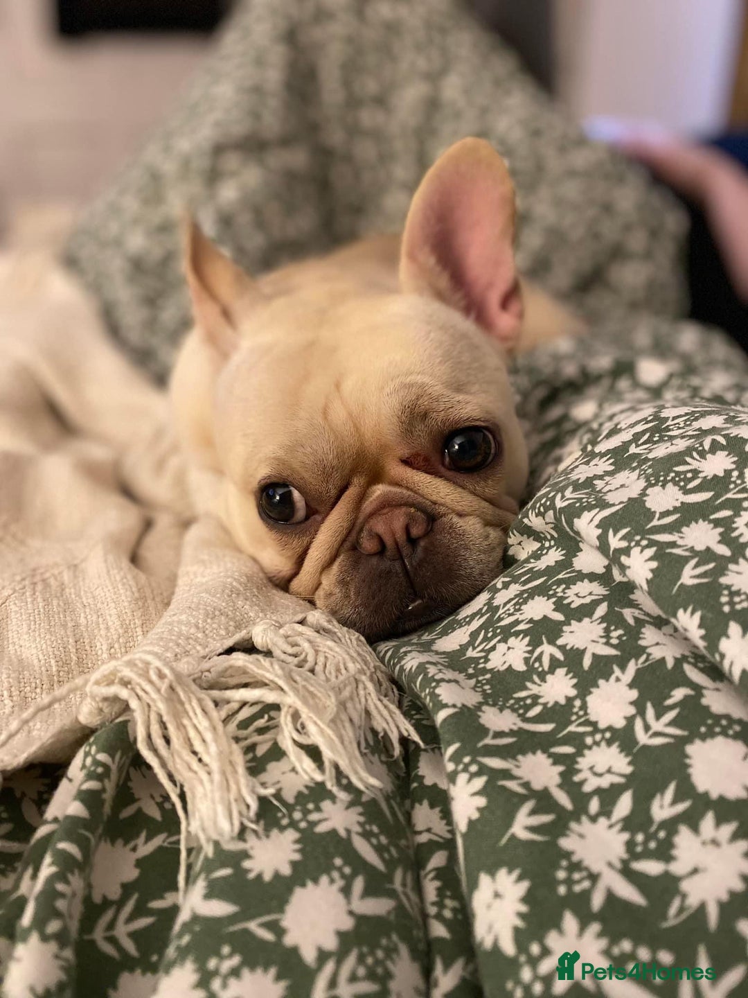 French Bulldog dogs for sale: Female Frenchie needing new home - Image 17