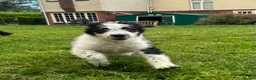 Saint Berdoodle dogs for sale: Premium St Berdoodle Puppies  - Advert 20