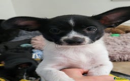 Mixed Breed dogs for sale: Amazing papillon cross  puppies. Ready to go. - Image 1
