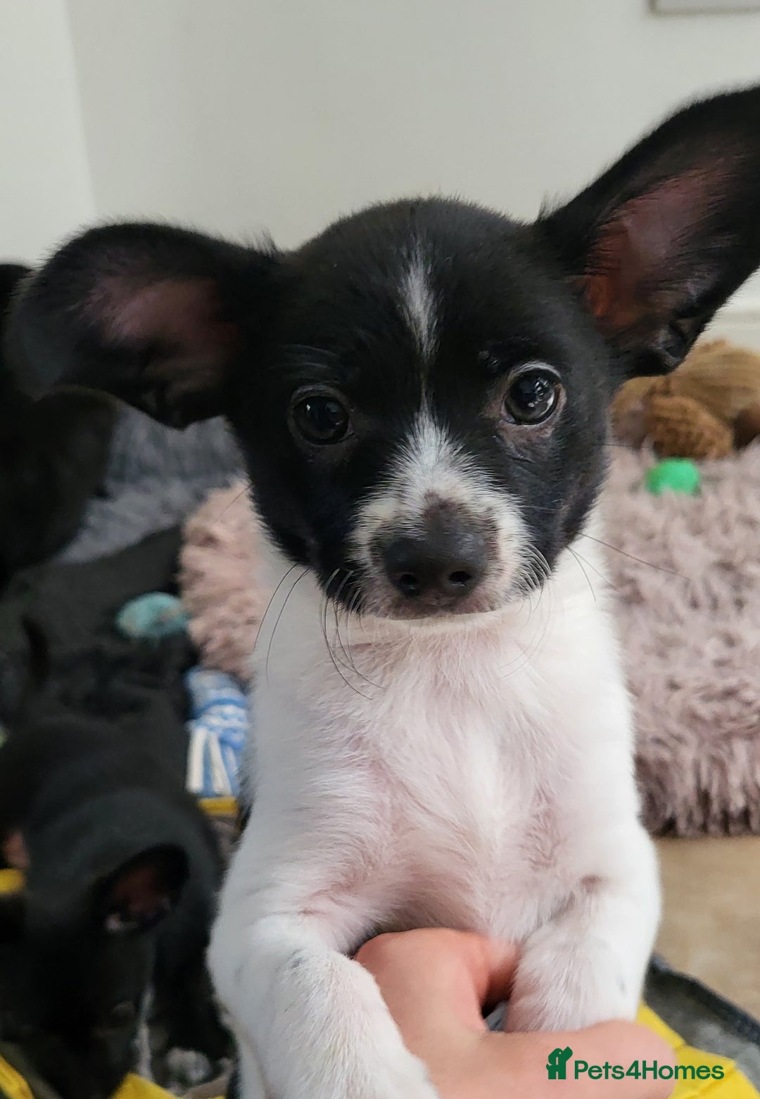 Mixed Breed dogs for sale: Amazing papillon cross  puppies. Ready to go. - Image 1