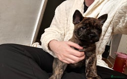 Mixed Breed dogs for sale: Beautiful French chows ready to leave!  - Image 27