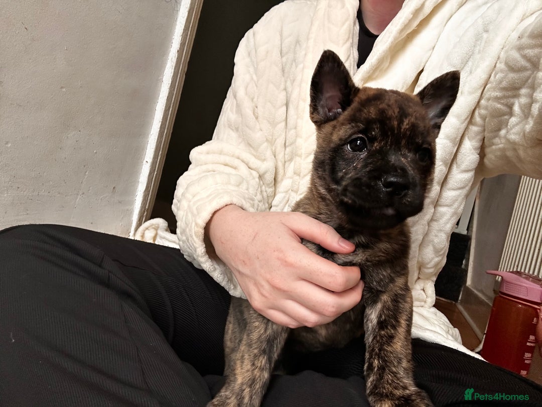 Mixed Breed dogs for sale: Beautiful French chows ready to leave!  - Image 27