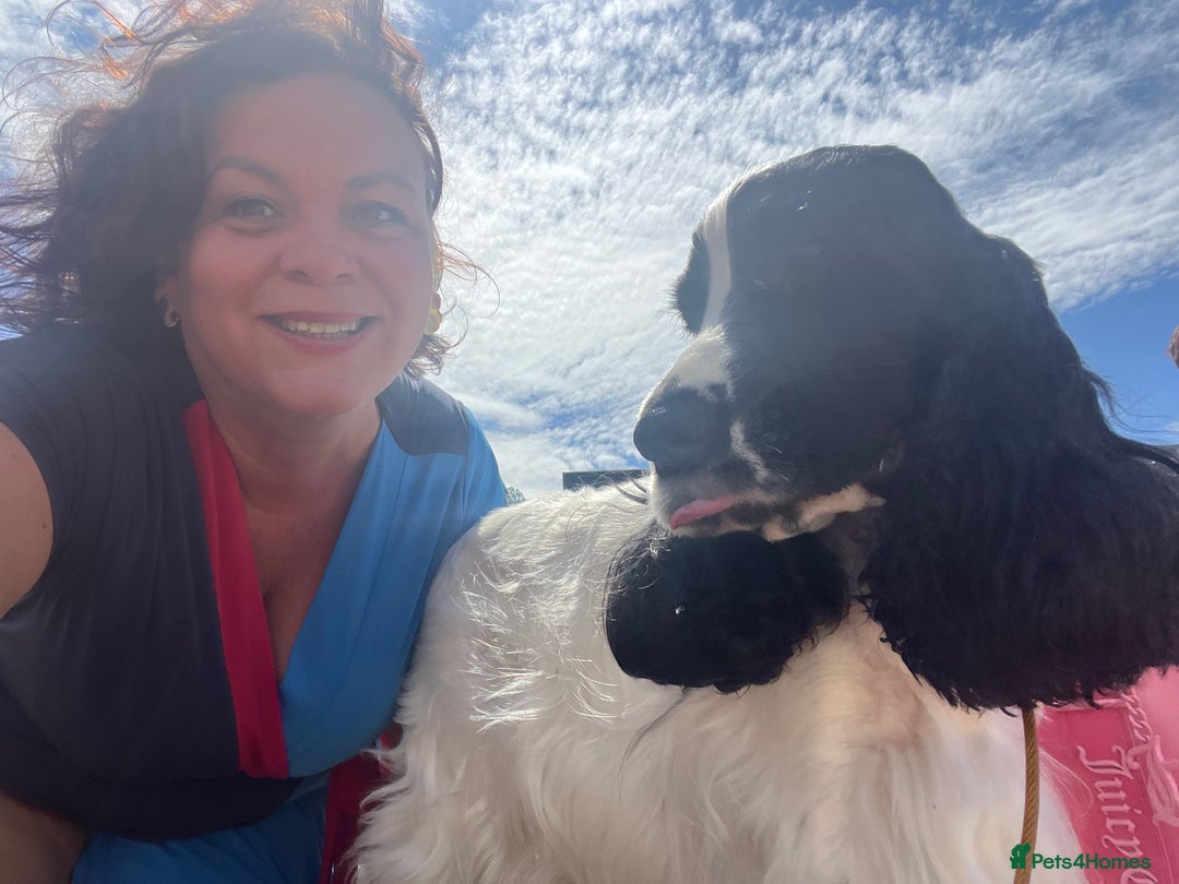 Cocker Spaniel dogs for stud: Unproven stud for free trial - Image 6