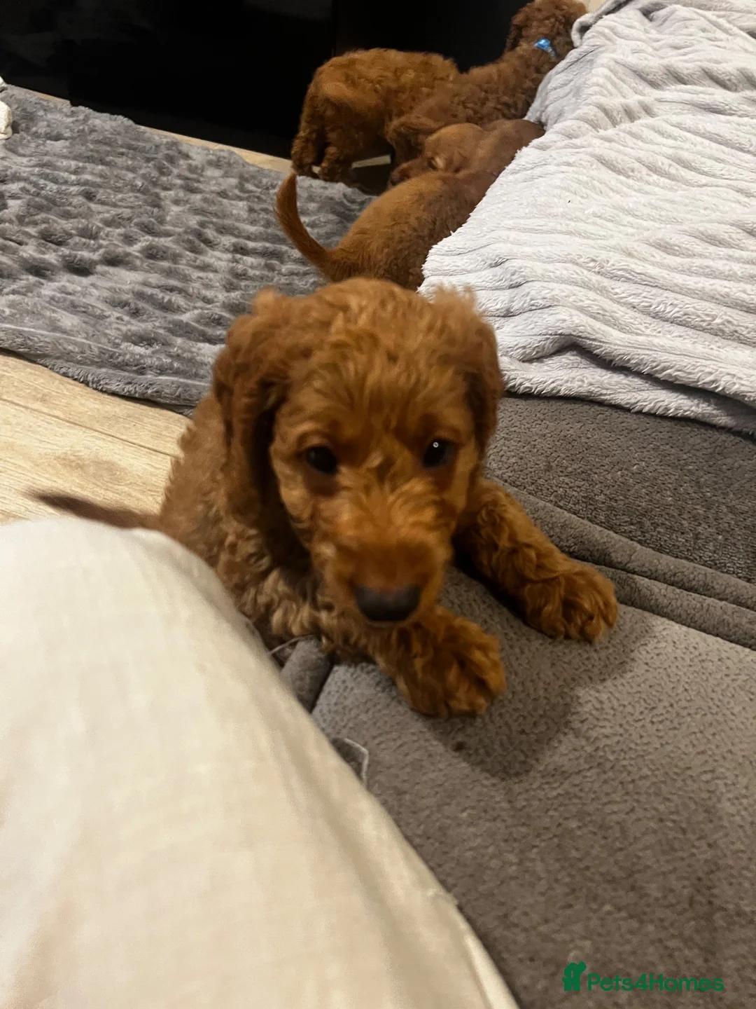 Cavapoo dogs for sale: Ms penelope henshaw in Waltham Cross - Advert 13