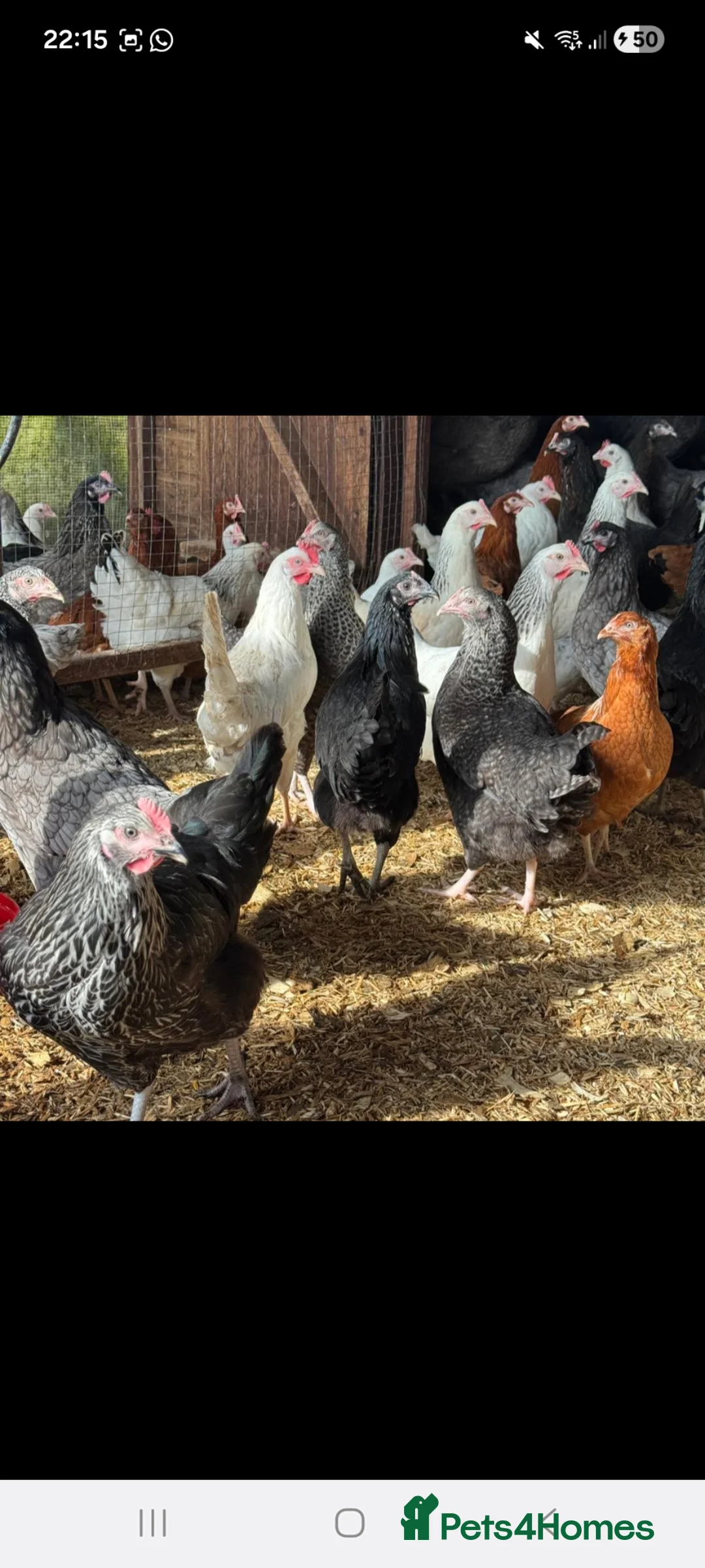 Chickens poultry for sale: Hybrids  - Advert 1