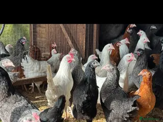 Chickens poultry Hybrids - Advert 7