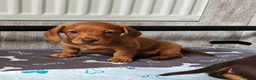 Miniature Dachshund dogs for sale: Exceptional Miniature Dachshunds Babies in Littleborough - Advert 13