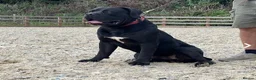 Boerboel dogs for sale: Aggie very very sad sale  in Wingate - Advert 4