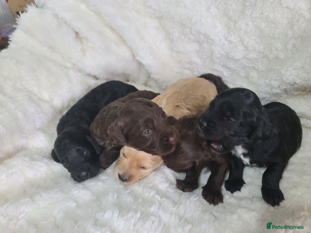 Cockapoo dogs for sale: F1 Cockapoos. DNA Health Tested  in Pershore - Image 13