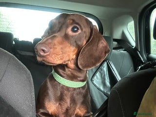 Miniature Dachshund dogs for stud - Advert 1