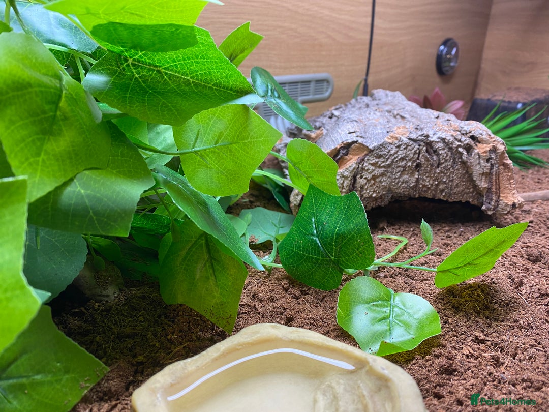 Gecko reptiles for sale: African fat-tailed gecko 🦎  - Advert 3