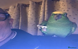 Parrots birds for sale: yellow fronted - Image 2