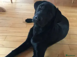 Labrador Retriever dogs KC registered pup for sale - Advert 15