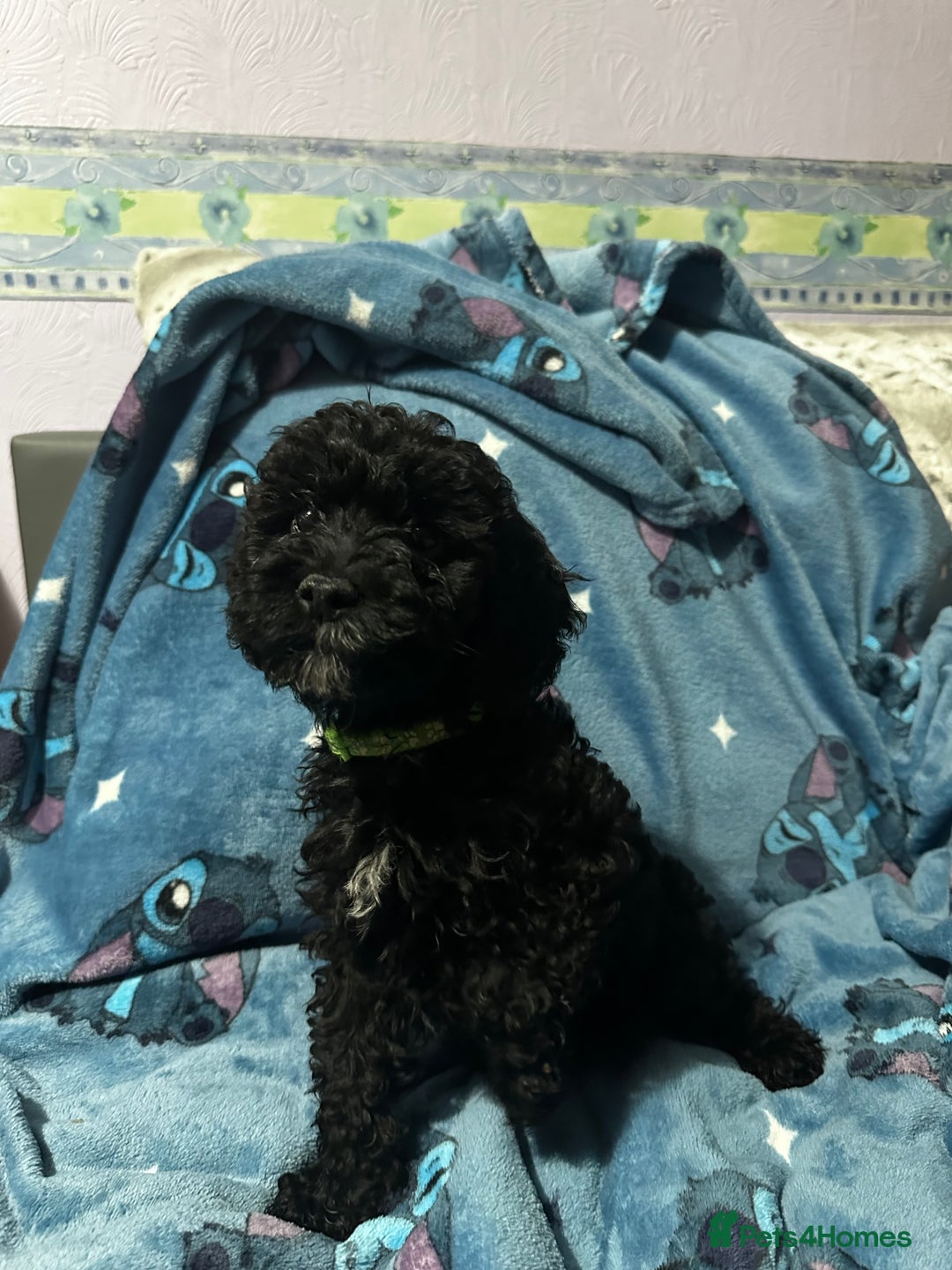 Cockapoo dogs for sale: 4 black boys ready now.  - Image 4