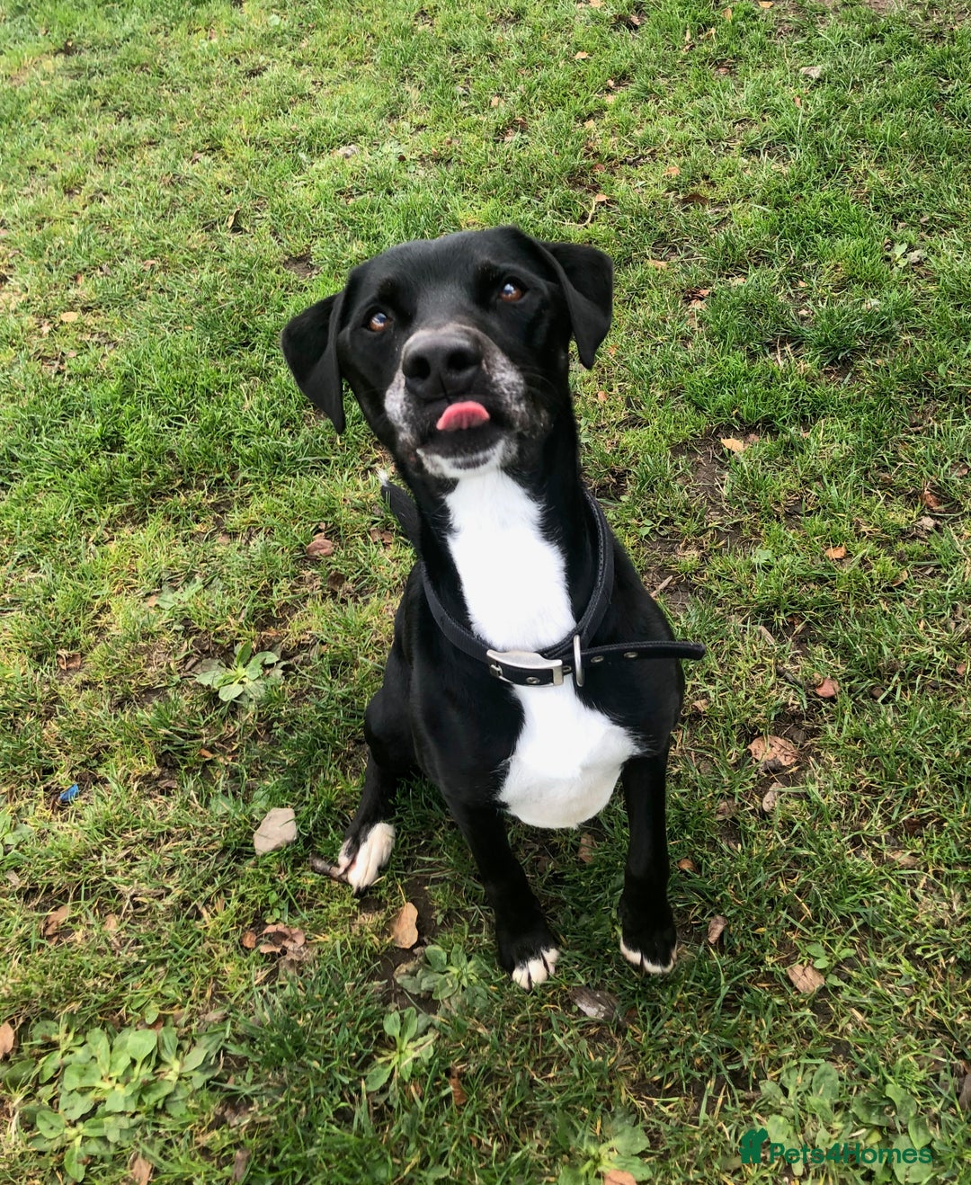 Mixed Breed dogs for adoption: Milo, lab cross in need of new loving home - Image 2