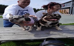 French Bulldog dogs for sale: French bulldog , merle, platinum, fluffy carriers. - Image 35