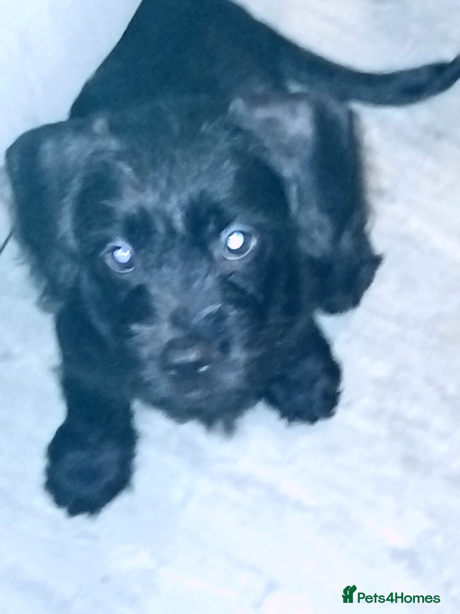 Mixed Breed dogs Miniature Poodle cross french bulldog puppies  - Advert 19