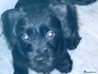 Mixed Breed dogs Miniature Poodle cross french bulldog puppies - Advert 10