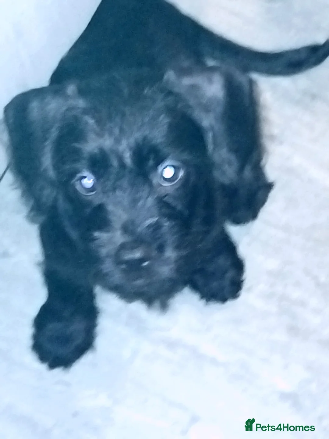 Mixed Breed dogs for sale: Miniature Poodle cross french bulldog puppies  - Advert 10