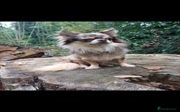 Chihuahua dogs for stud: MARLEY has arrived for stud🏆 k.c merle boy - Image 16