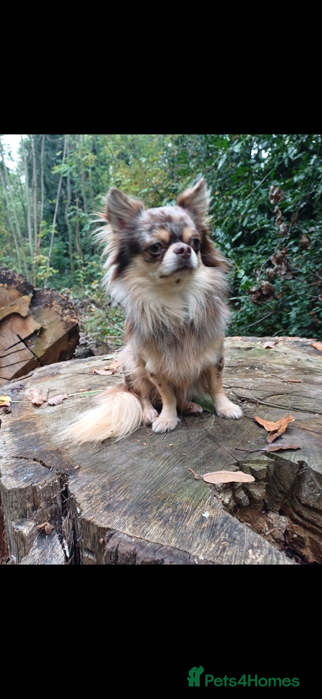 Chihuahua dogs for stud: MARLEY has arrived for stud🏆 k.c merle boy - Image 16