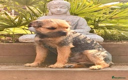 Border Terrier dogs for stud: Border for Stud  in Gravesend - Image 1
