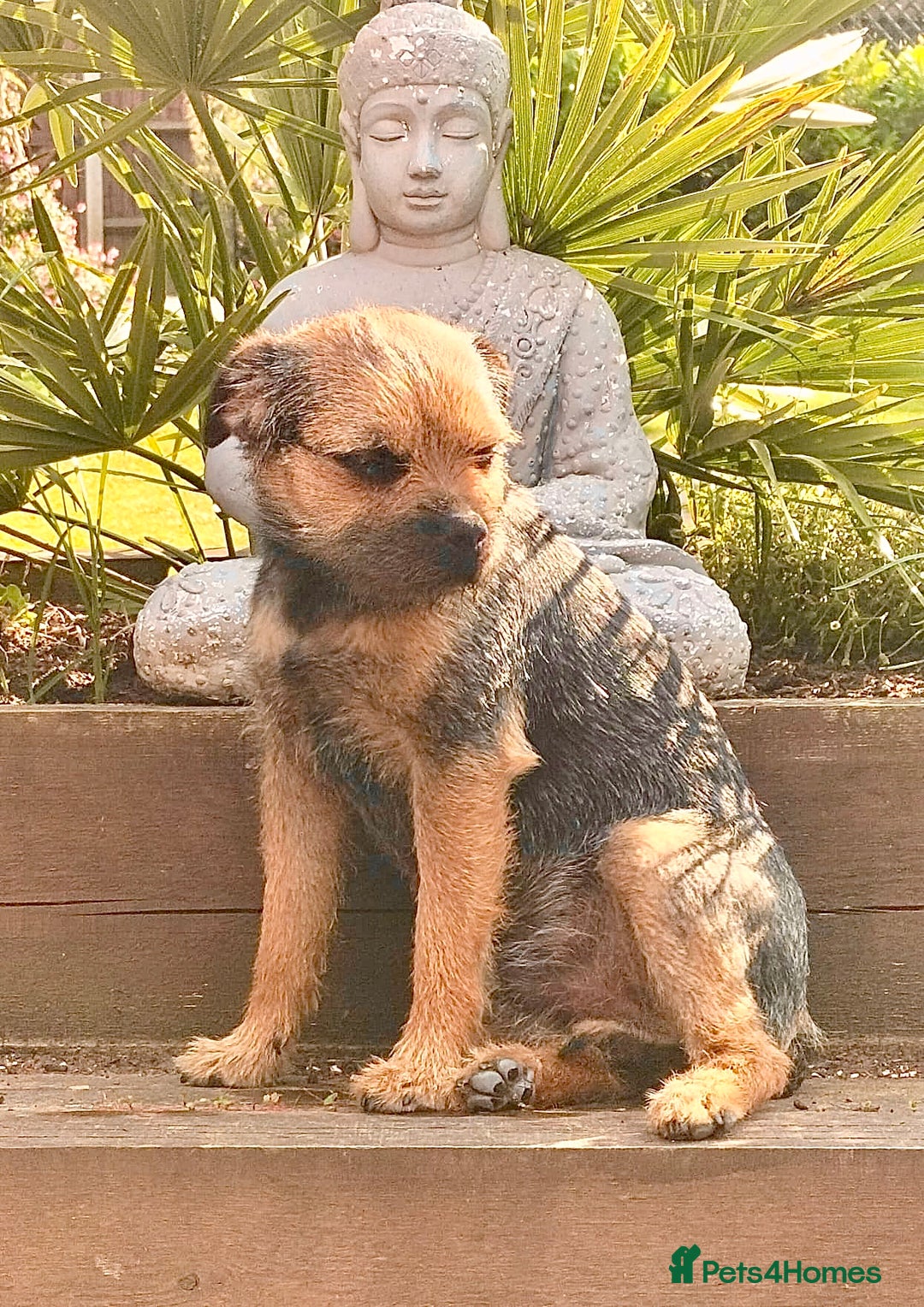 Border Terrier dogs for stud: Border for Stud  in Gravesend - Image 1