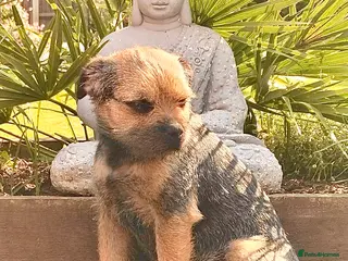 Border Terrier dogs Border for Stud in Gravesend - Advert 3