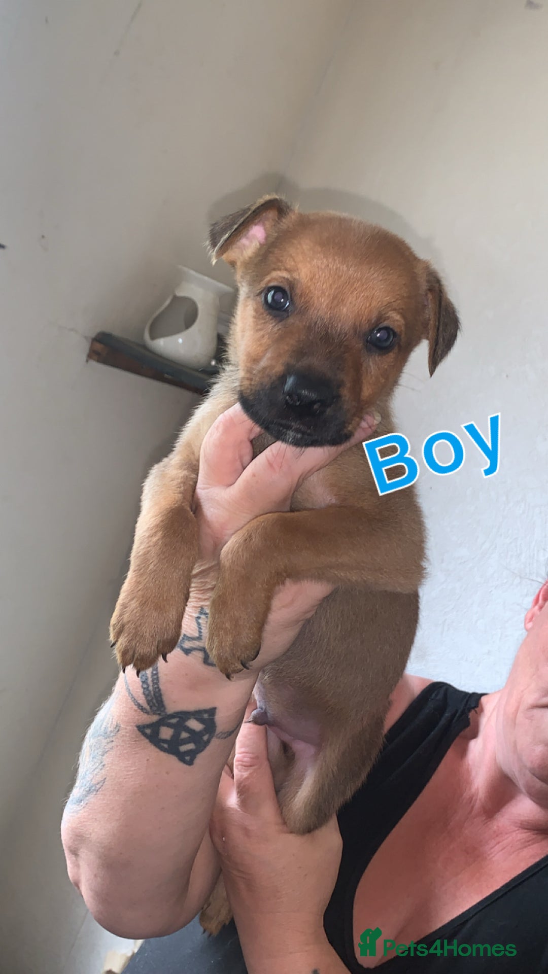 Mixed Breed dogs for sale: German Shepherd x Staffy  - Image 5