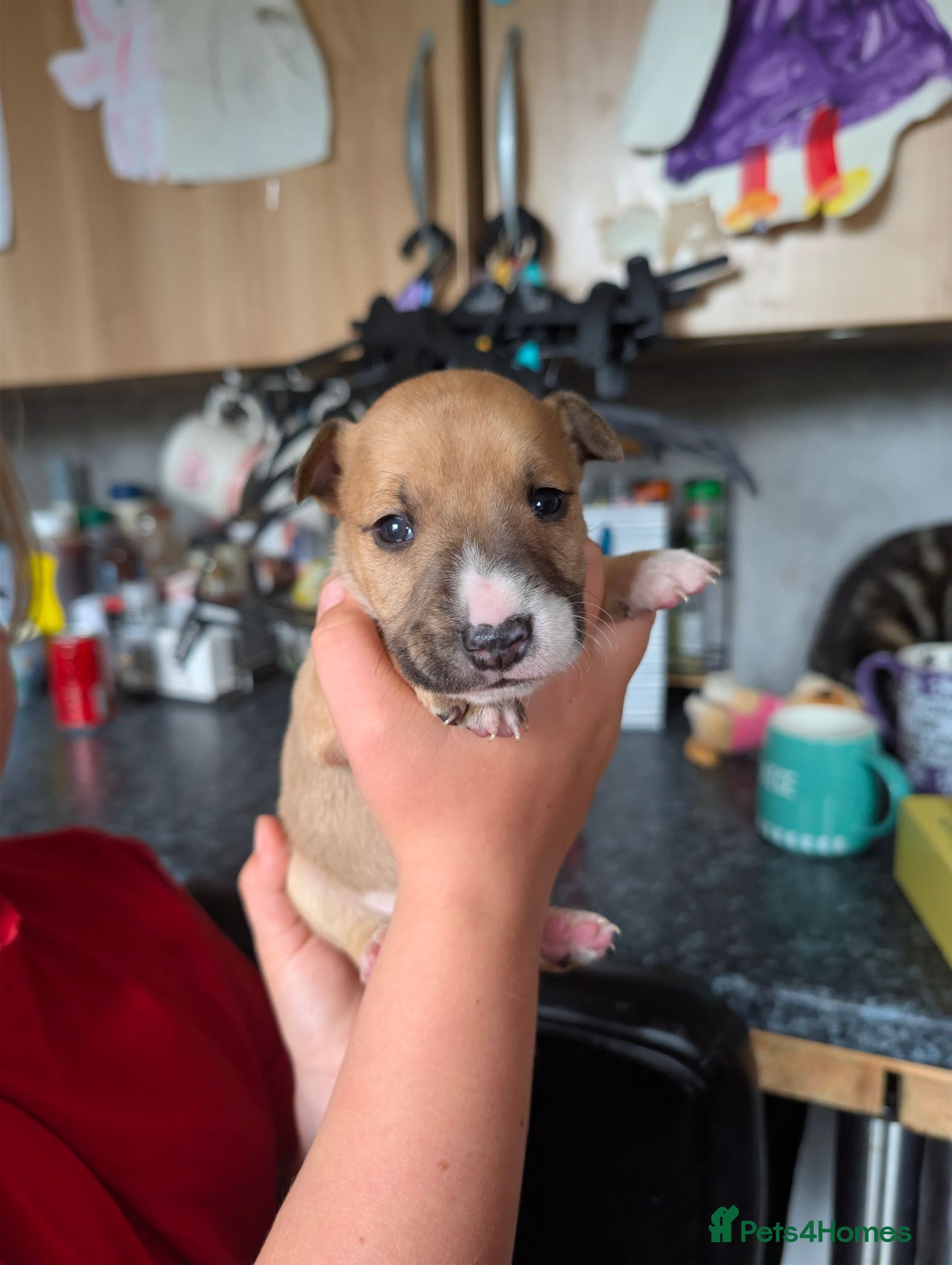 Mixed Breed dogs 8 staffy x English bull terrier puppies - Advert 2