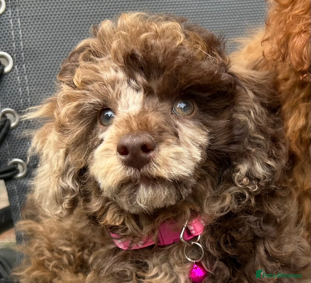 Toy Poodle dogs for sale: Chocolate Merle Kc parents toy poodle female  - Advert 1