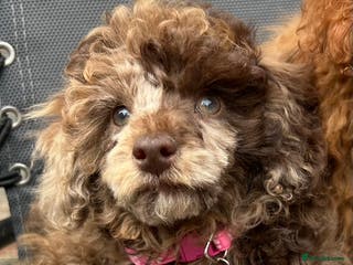 Toy Poodle dogs Chocolate Merle Kc parents toy poodle female - Advert 6