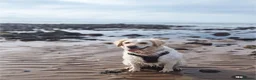 Golden Retriever dogs for sale: LAST GIRL Chunky cream and golden puppy  - Advert 27