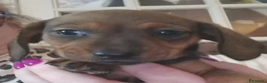 Miniature Dachshund Puppy 4