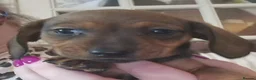 Miniature Dachshund dogs for sale: Beautiful miniature dachshund puppies - Advert 9