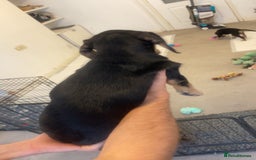 Mixed Breed dogs for sale: MIXED BREED PUPPIES NEEDING URGENT HOMES - Image 5