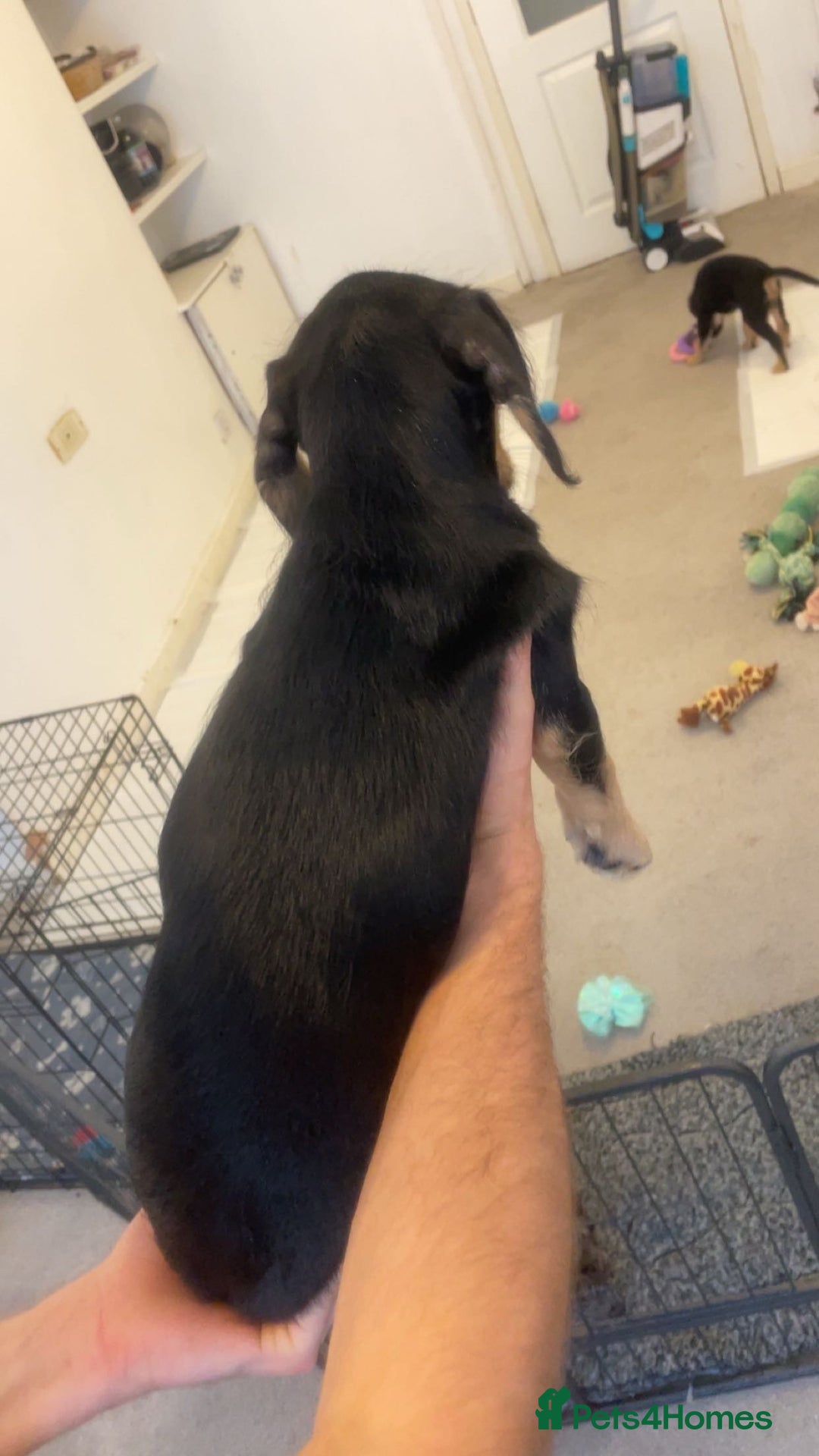 Mixed Breed dogs for sale: MIXED BREED PUPPIES NEEDING URGENT HOMES - Image 5