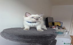 Ragdoll cats for sale:  Ragdoll kittens  - Image 26