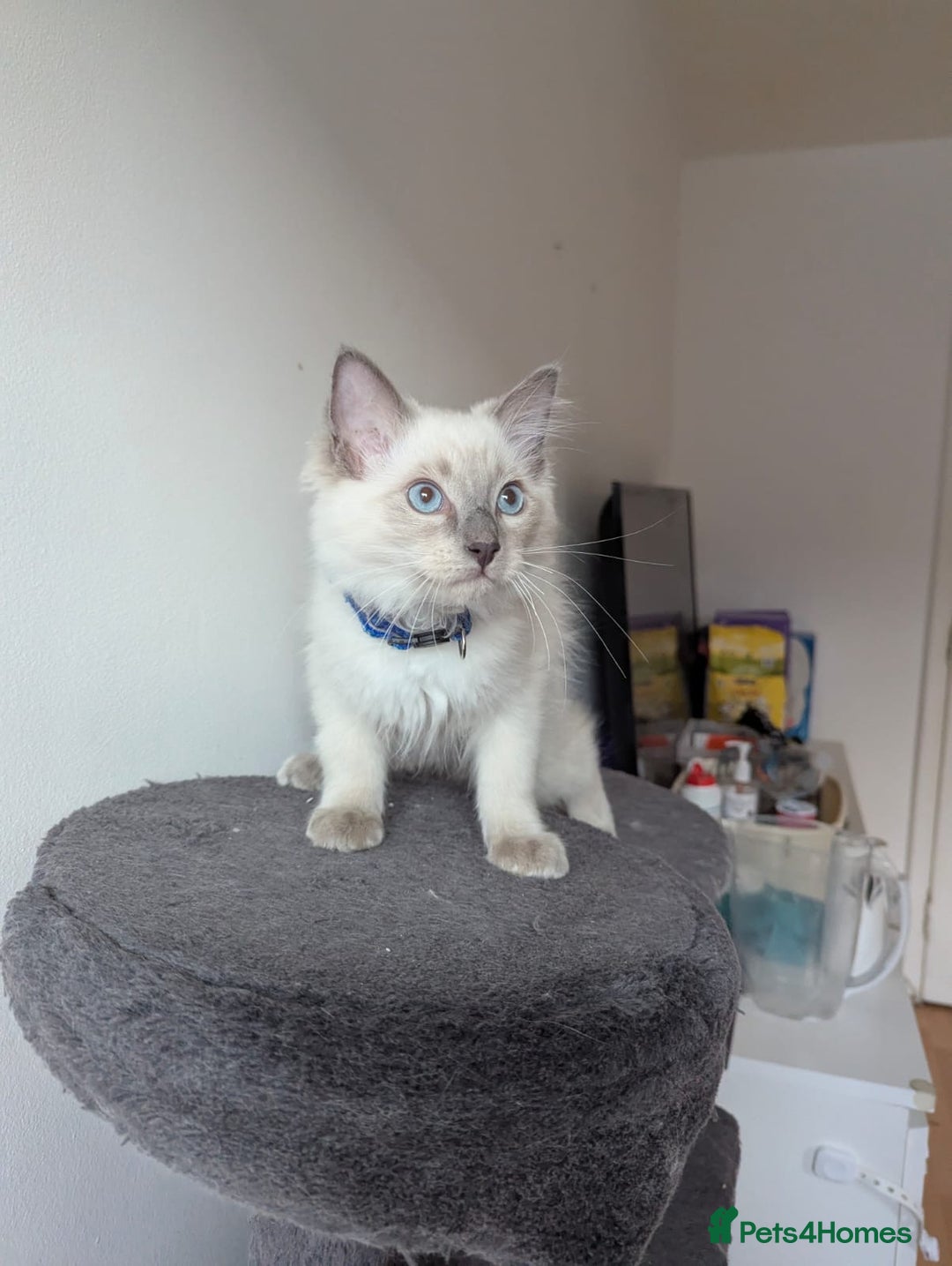 Ragdoll cats for sale:  Ragdoll kittens  - Image 26