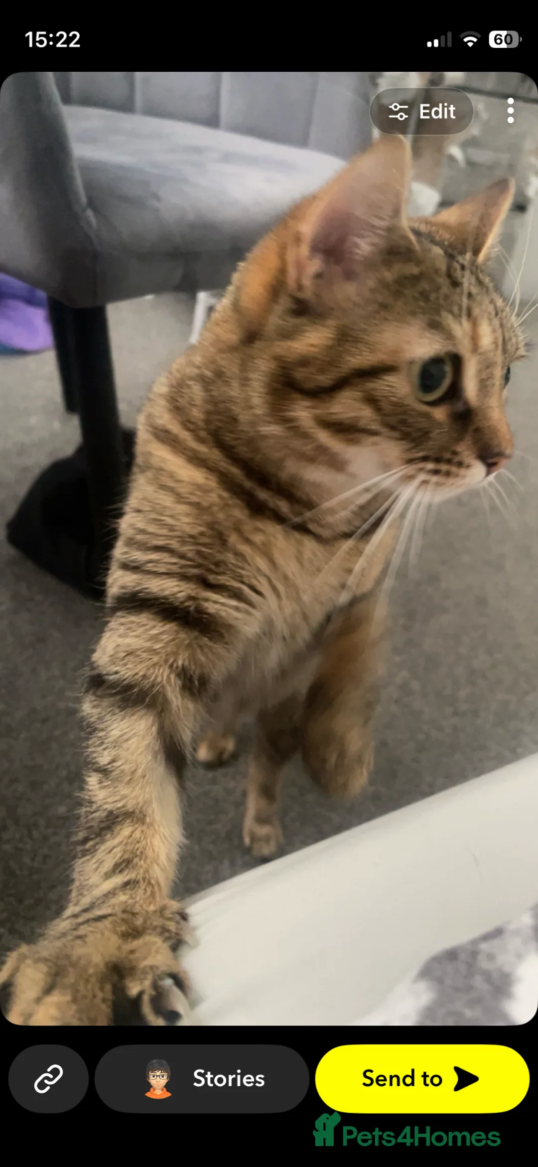 Domestic Shorthair cats for sale: Loki - 3 year old Domestic Shorthair - Advert 2