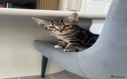 Mixed Breed cats for sale: Bengal cross Kittens  - Image 6