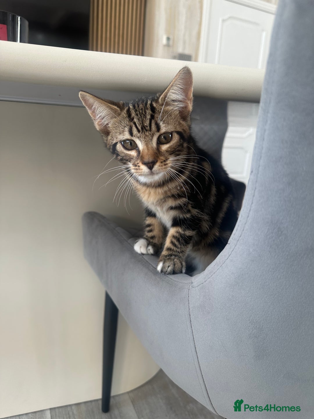 Mixed Breed cats for sale: Bengal cross Kittens  - Image 6